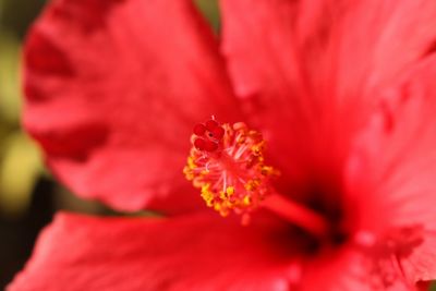 Close-up of red flower