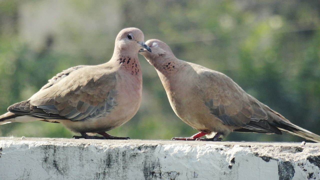 bird, animal themes, animal, animal wildlife, vertebrate, perching, two animals, animals in the wild, group of animals, focus on foreground, day, close-up, no people, wall, mourning dove, nature, togetherness, retaining wall, dove - bird, outdoors
