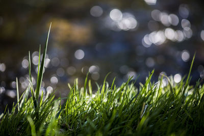 Close-up of grass in field