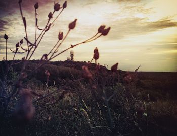 Plants growing on field at sunset