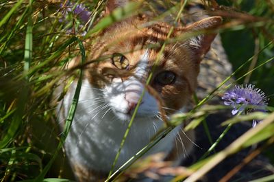 Close-up portrait of cat on plant
