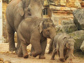 Elephant on stone wall