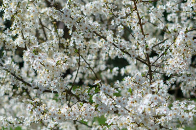 Jasmine white flowers philadelphus coronarius sweet mock-orange in bloom. flower landscape.