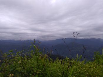 Distant view of plants growing on landscape against cloudy sky