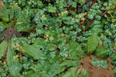 High angle view of raindrops on plant