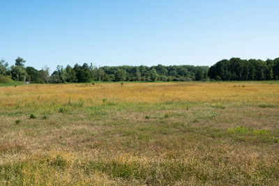 Scenic view of field against clear sky