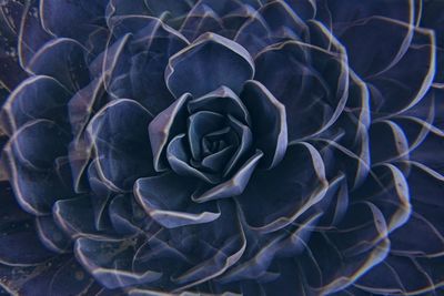Full frame shot of plant