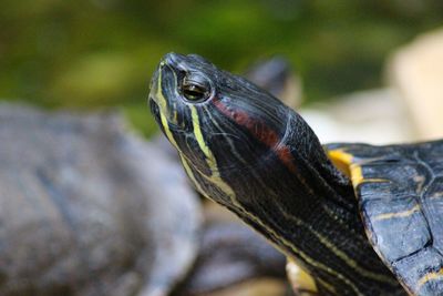 Close-up of sea turtle