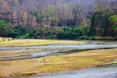 Scenic view of river amidst trees in forest