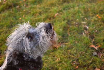 Close-up of dog on field