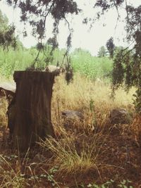 Trees on field in forest