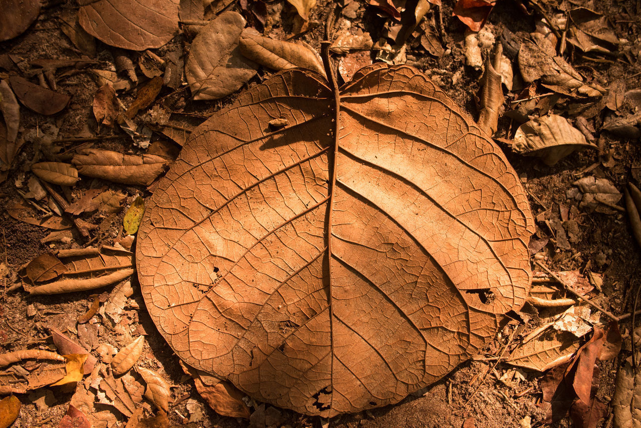 HIGH ANGLE VIEW OF DRY LEAF ON FIELD