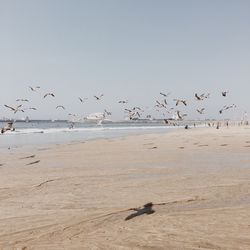 Birds flying over sea