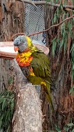 View of parrot perching on tree