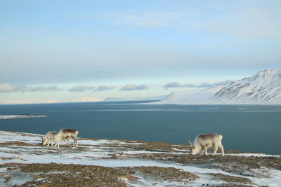 View of grazing reindeer in frozen environment