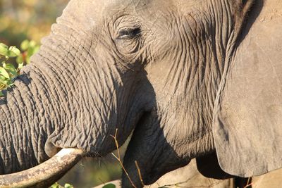 Close-up of elephant