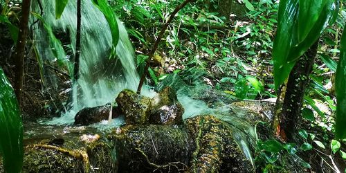 Scenic view of waterfall in forest