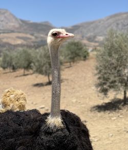 Portrait of a male ostrich in an olive grove in southern spain. 