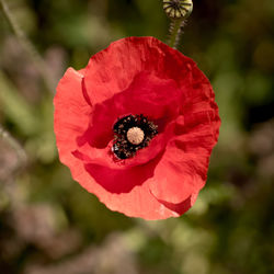 Close-up of red rose