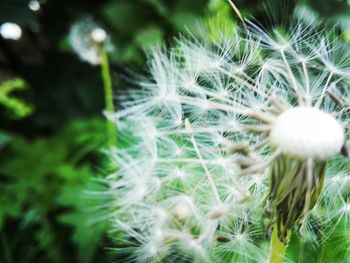 Close-up of dandelion