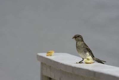 House sparrow in town looking for food. 