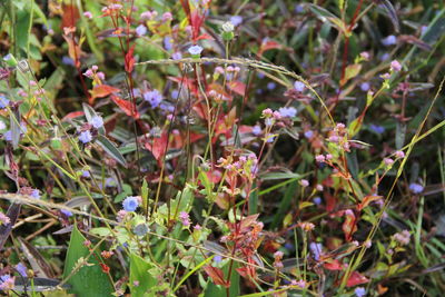 Close-up of purple flowering plants