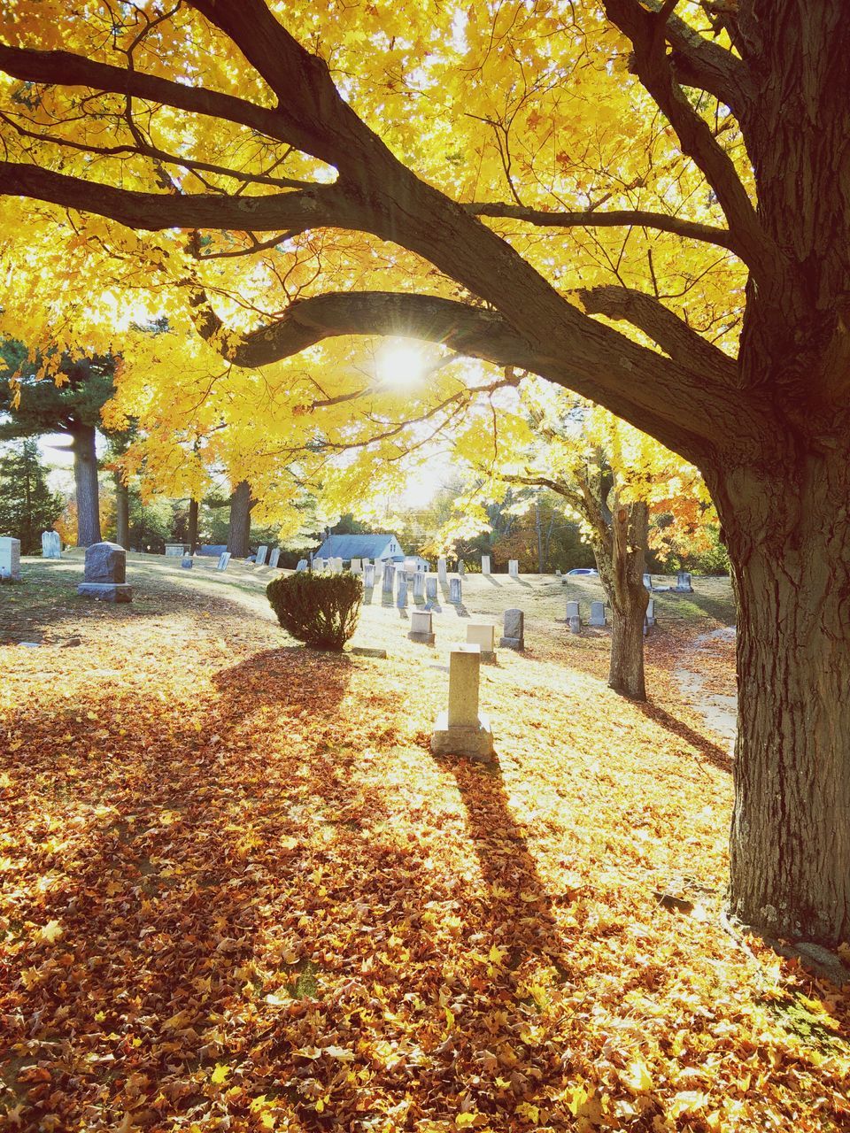 tree, autumn, change, season, leaf, branch, tree trunk, tranquility, park - man made space, growth, nature, beauty in nature, yellow, fallen, tranquil scene, sunlight, bench, footpath, park, scenics