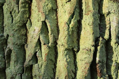 Full frame shot of tree trunk