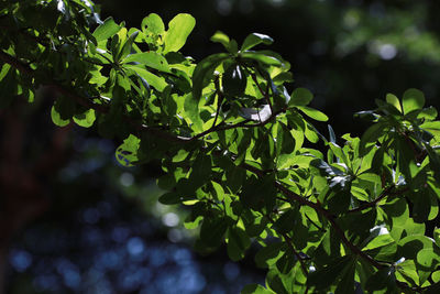 Close-up of green leaves