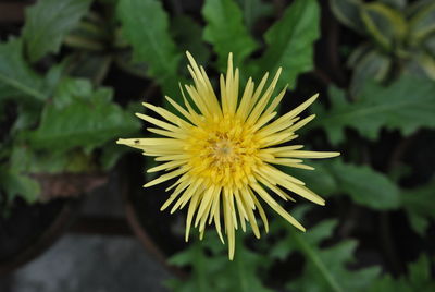 Close-up of yellow flower blooming outdoors