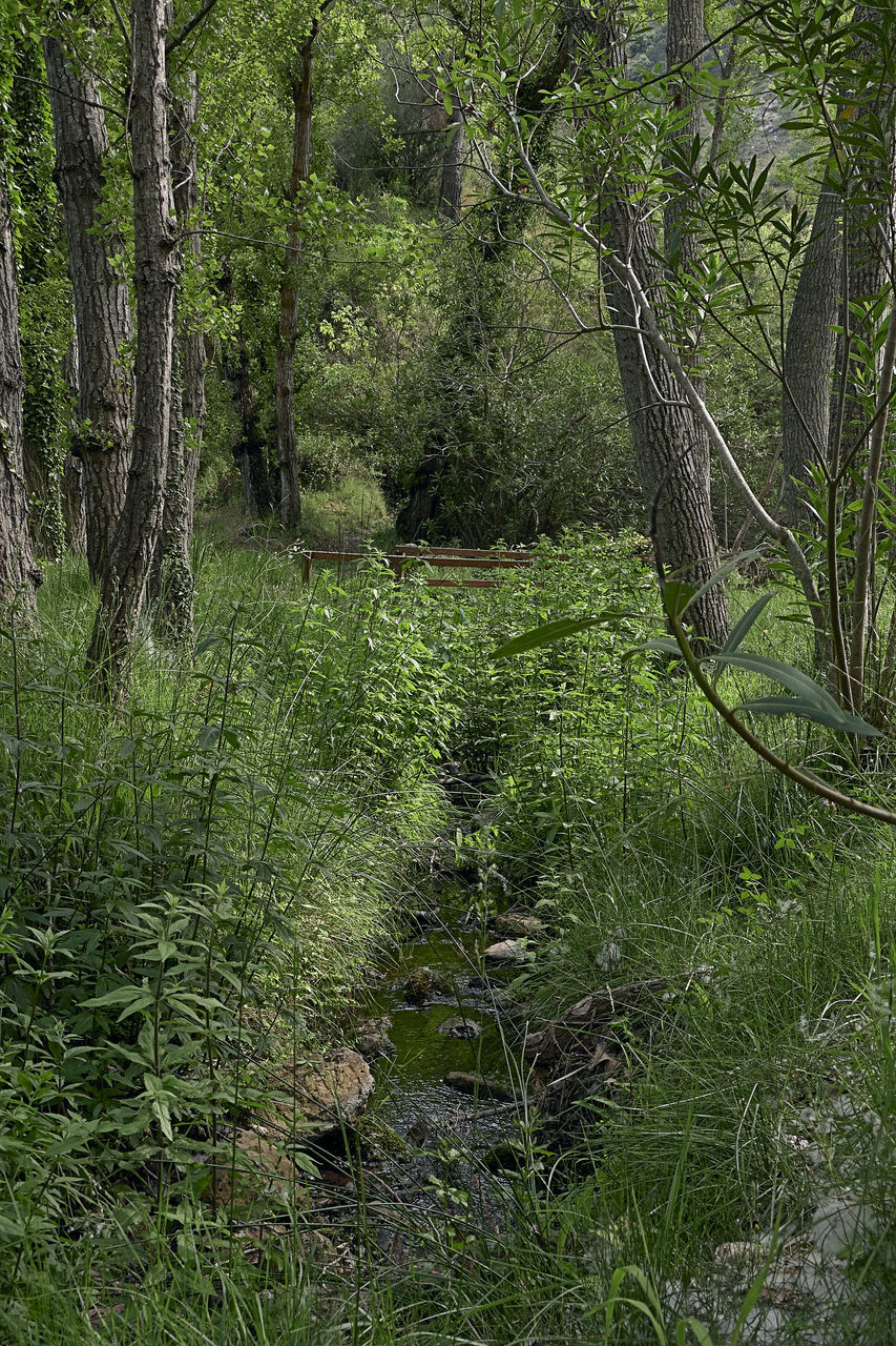 PLANTS GROWING IN FOREST