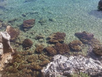 High angle view of coral in sea