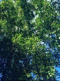 Low angle view of trees in the forest