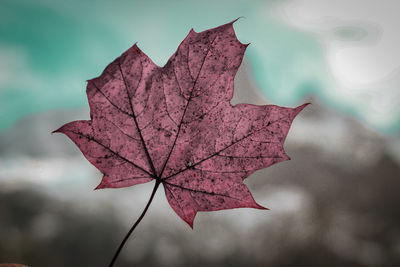 Close-up of dry maple leaves against blurred background