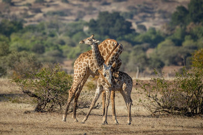 Giraffe in the wild, east africa