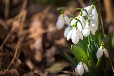 Close-up of white flowering plant