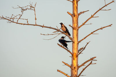 Low angle view of bird perching on branch against sky