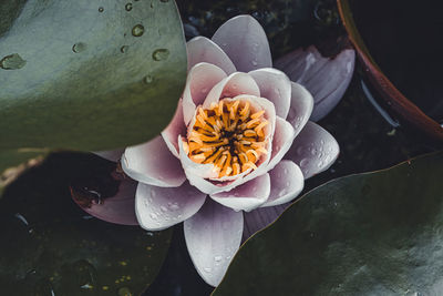 Close-up of lotus water lily