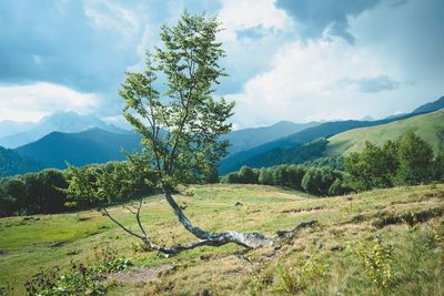 Scenic view of trees on field against sky