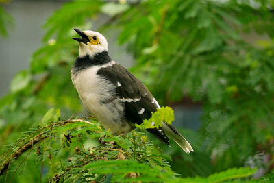 Close-up of bird perching on tree