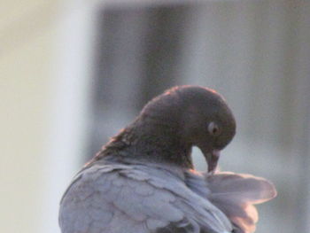 Close-up of bird perching
