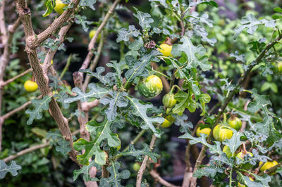 Close-up of fruits growing on tree