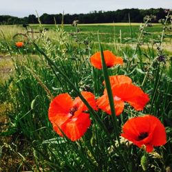 Close-up of red flowers growing in field