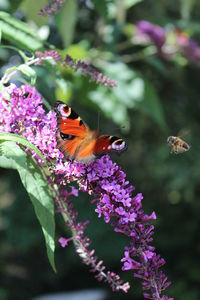 Close-up of butterfly pollinating on purple flower