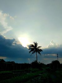 Silhouette palm trees on field against sky