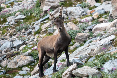 Deer standing on rock