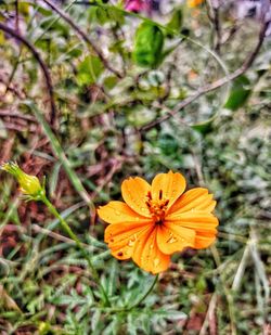 Close-up of orange flower in field