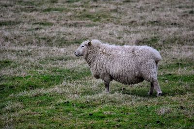 Sheep on field