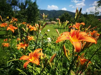 Close-up of flowers blooming in park