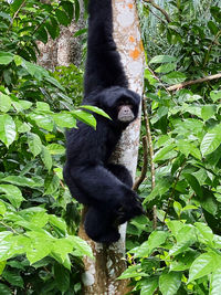 Monkey sitting on tree in forest